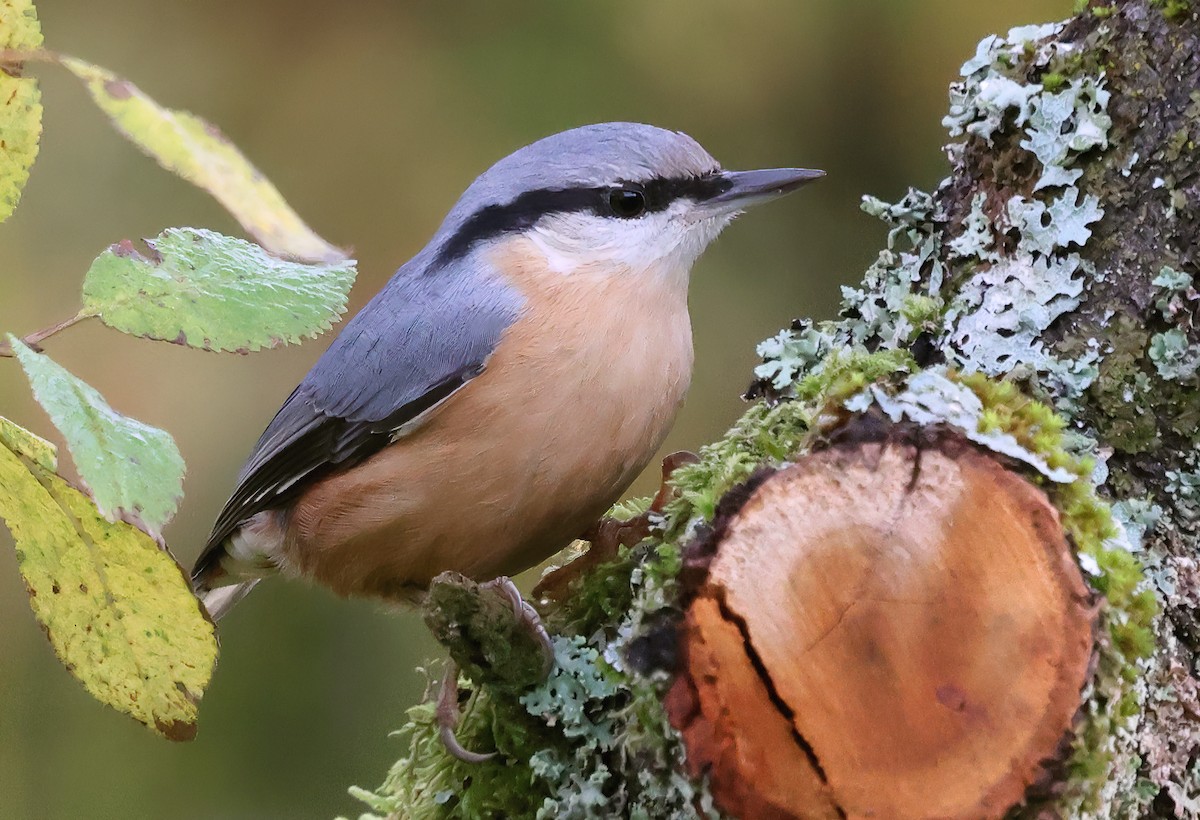 Eurasian Nuthatch - ML643699239