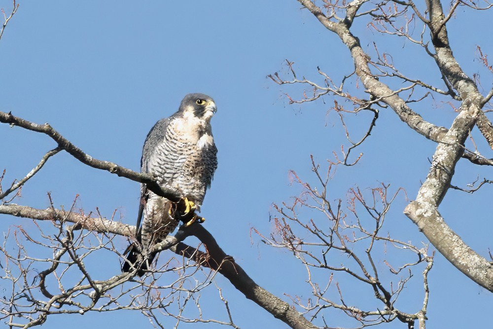 Peregrine Falcon - ML643699242