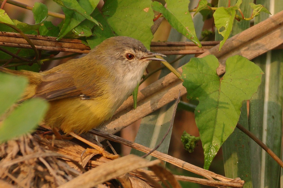Prinia à ventre jaune - ML643699264