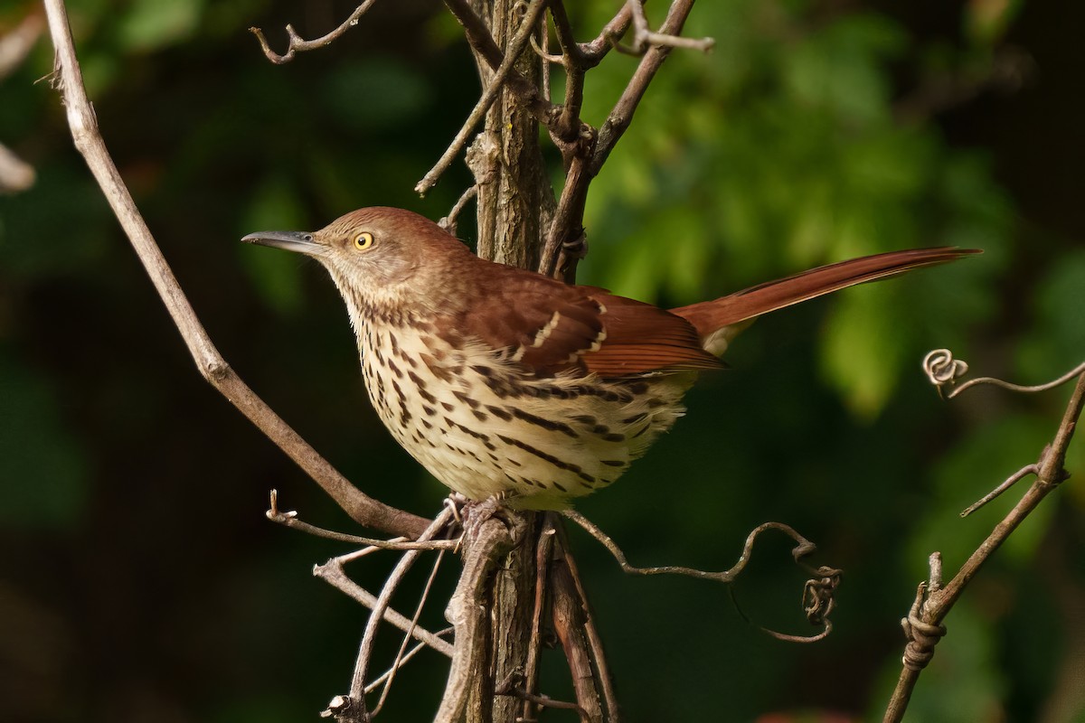 Brown Thrasher - ML643699268