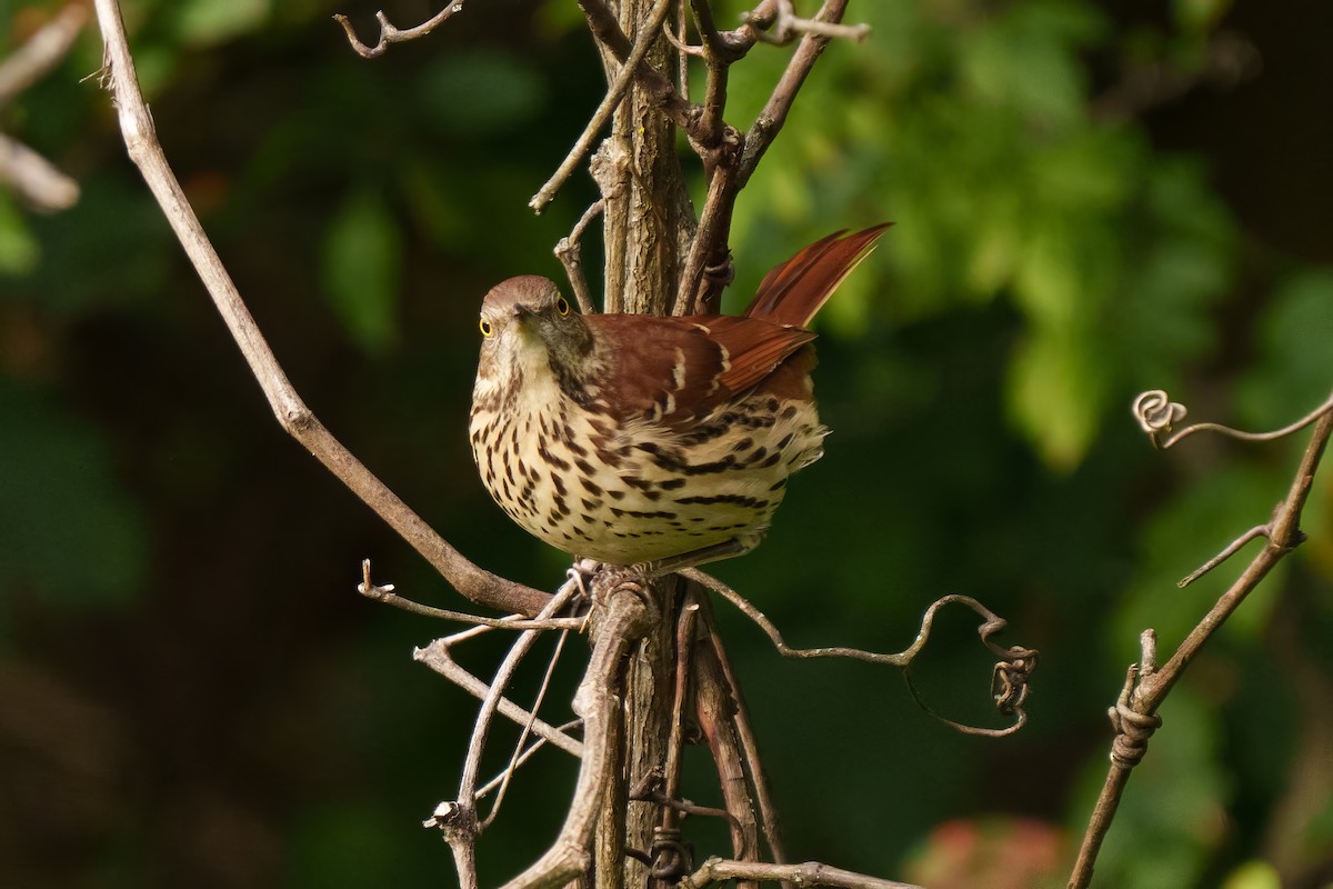 Brown Thrasher - ML643699269