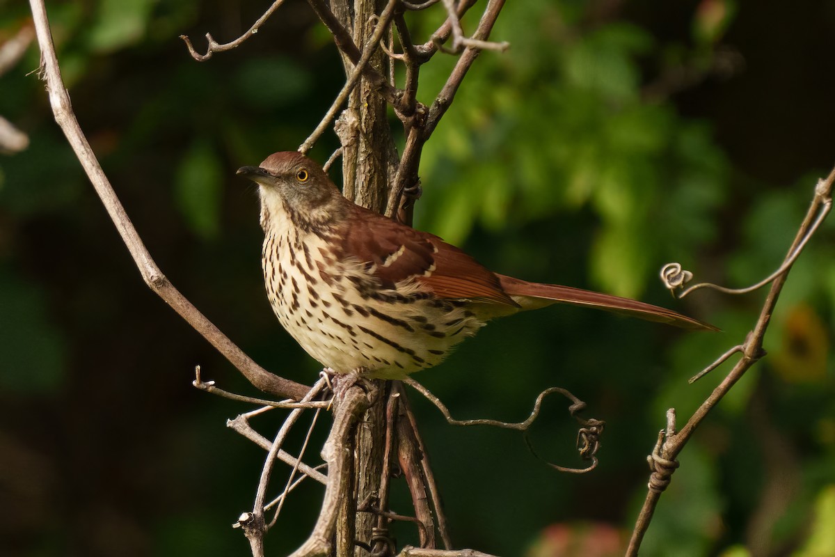 Brown Thrasher - ML643699270