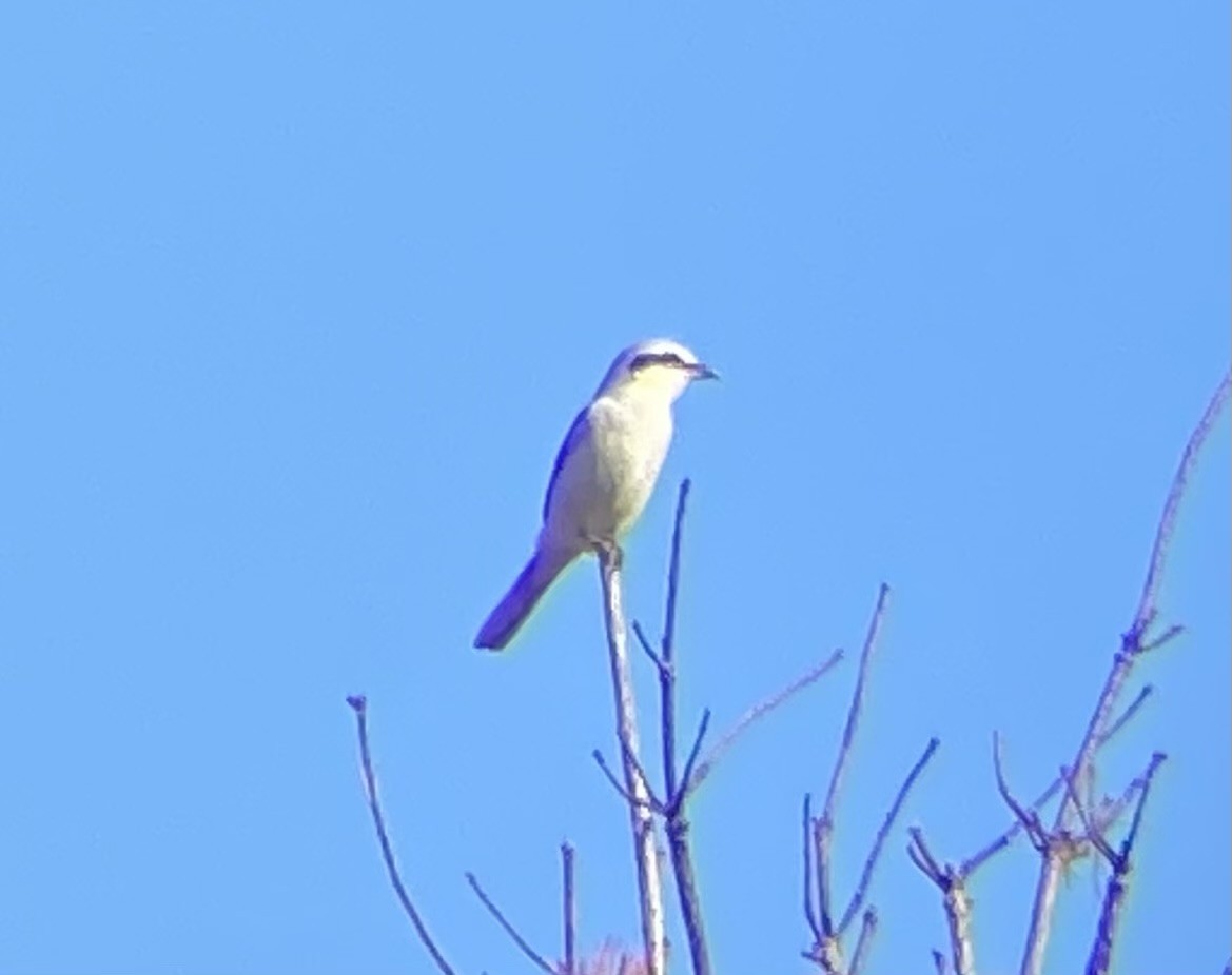 Northern Shrike - ML643699271