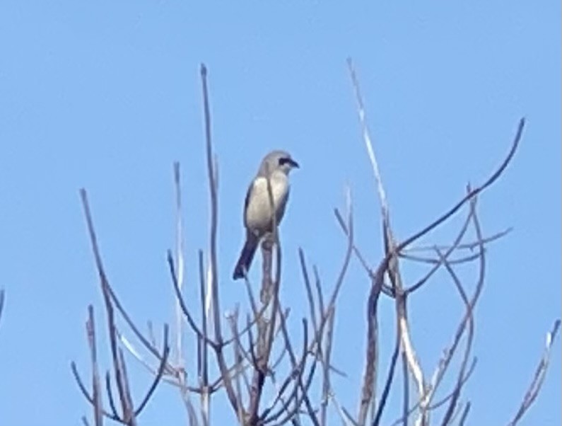 Northern Shrike - ML643699272