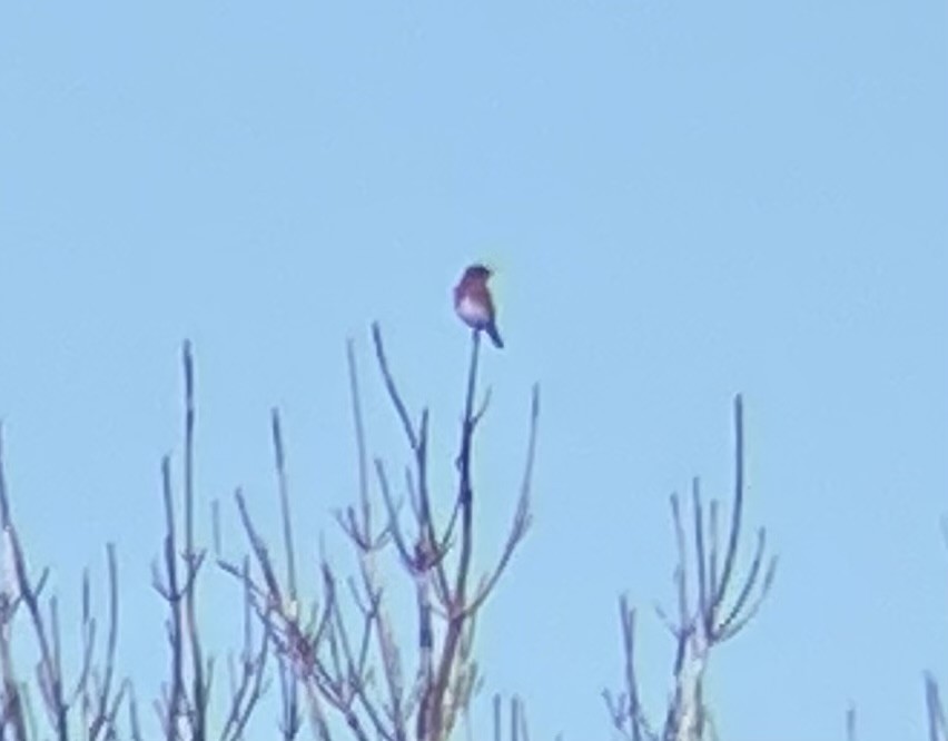 Eastern Bluebird - ML643699275