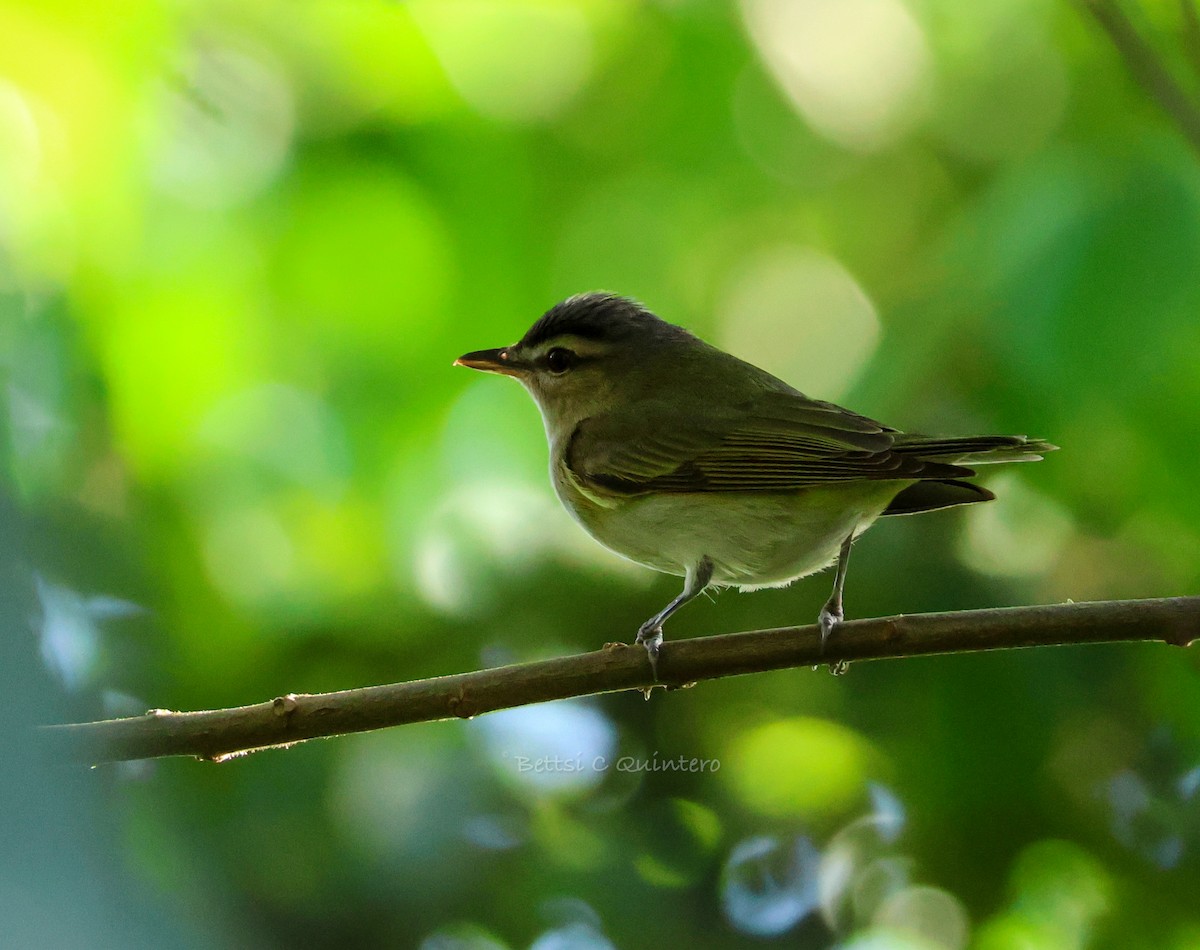 Vireo begigorria - ML643699293