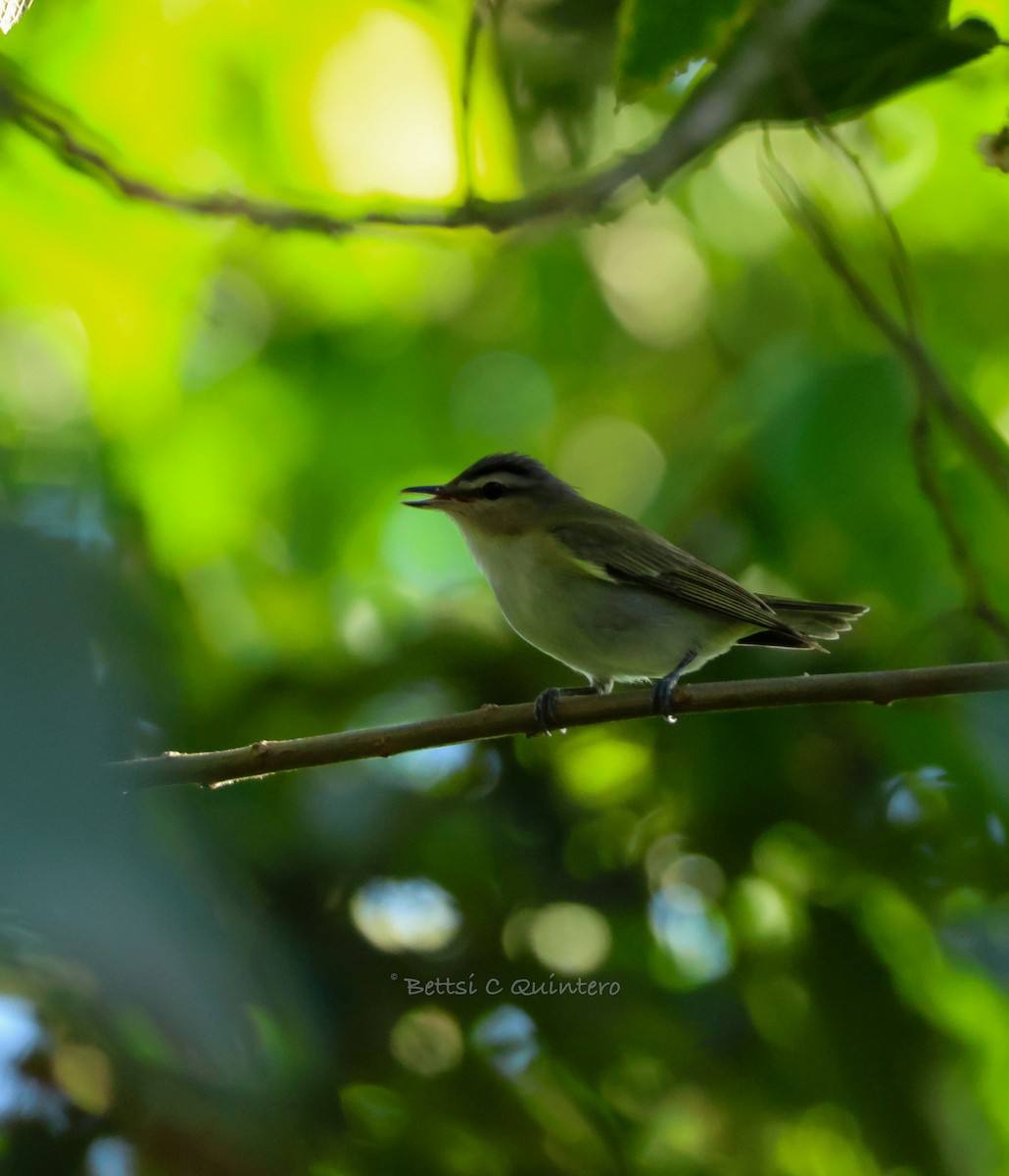 Vireo begigorria - ML643699294