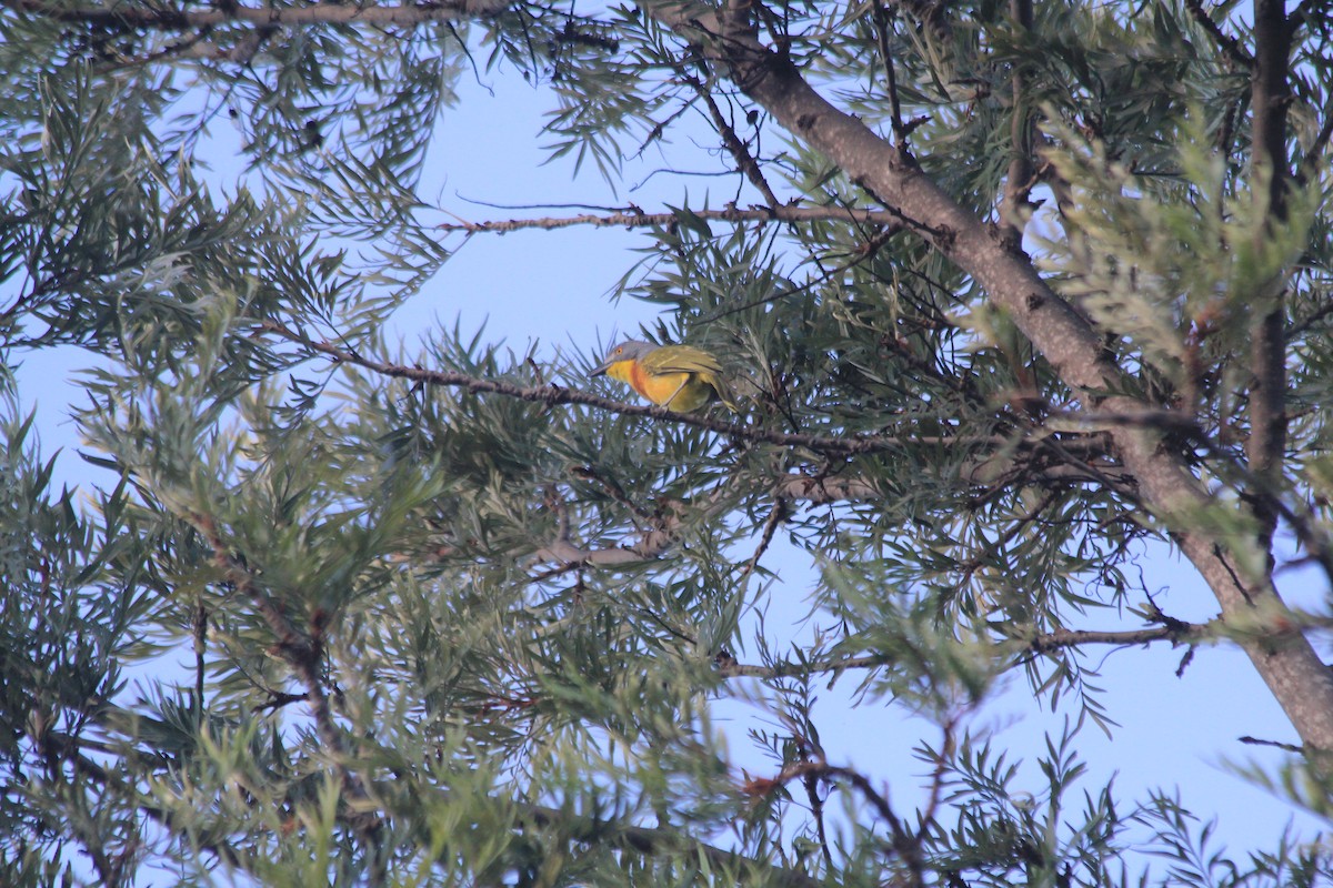 Gray-headed Bushshrike - ML643699303