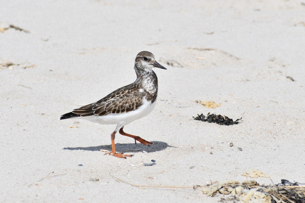 kamenáček pestrý - ML643699305