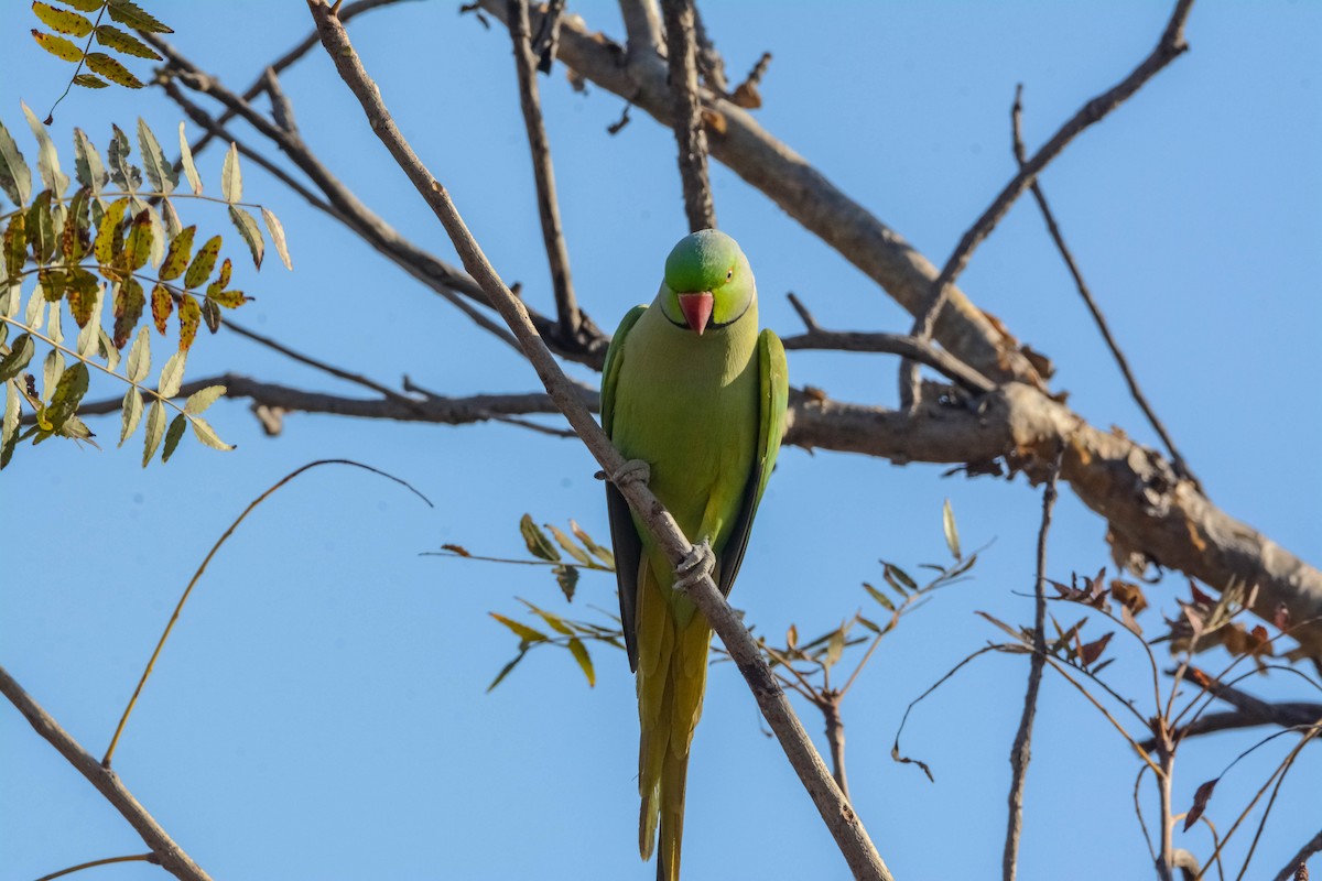Papagai lepokoduna - ML643699308