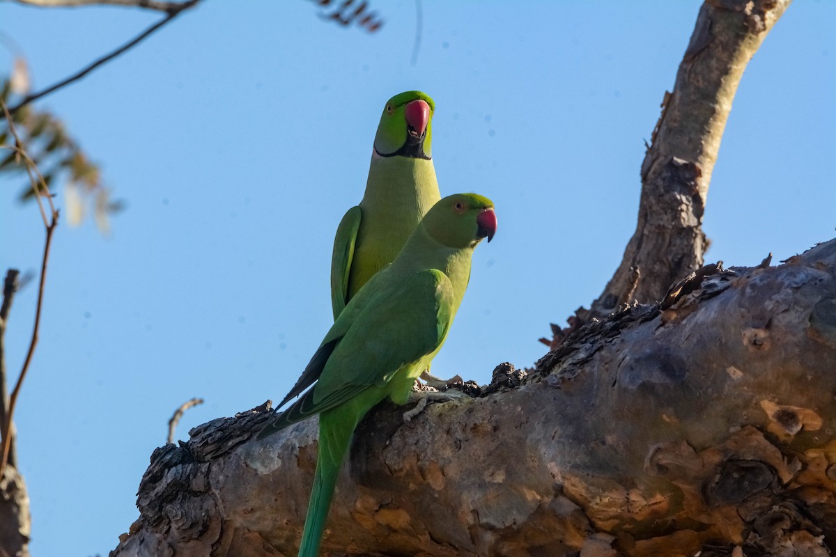 Papagai lepokoduna - ML643699309