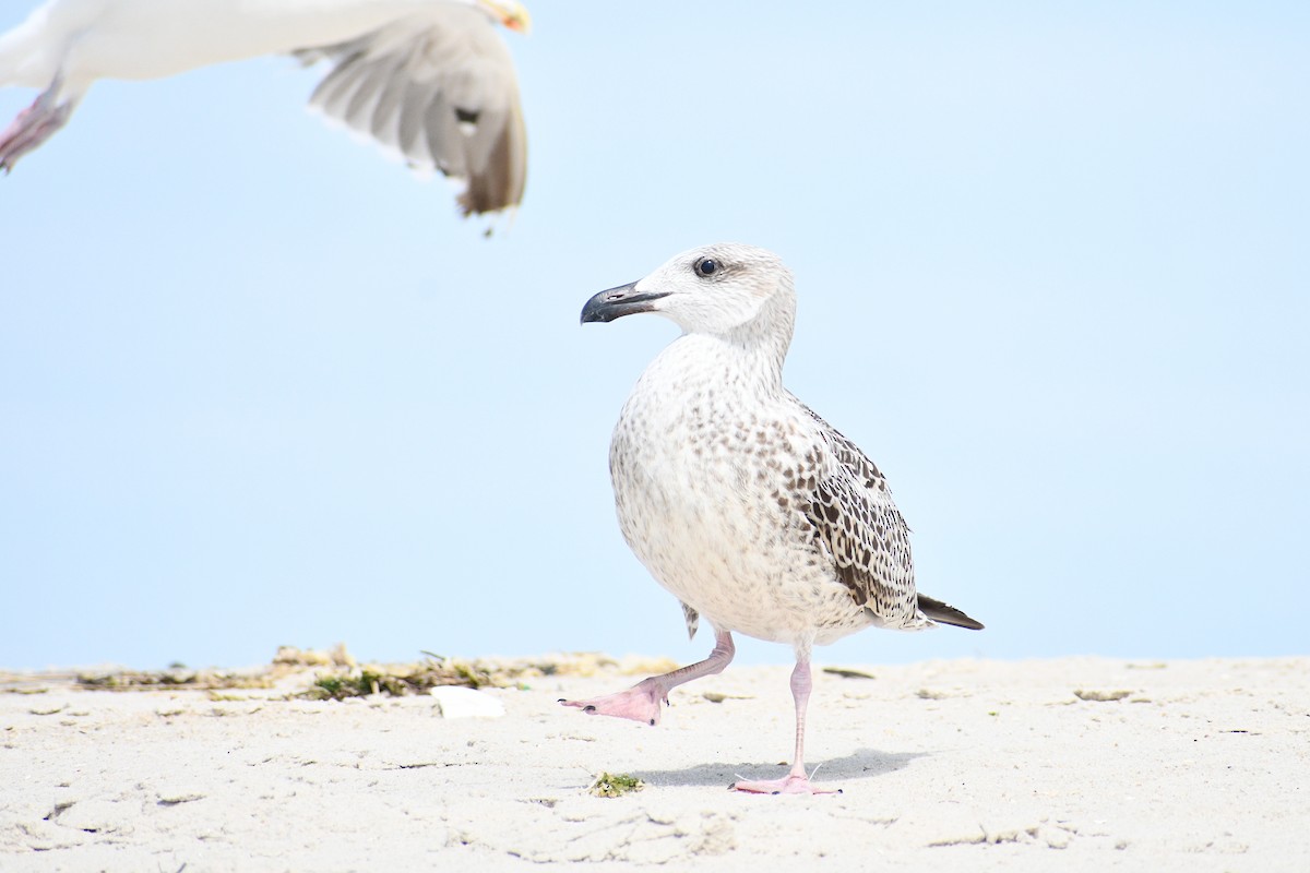 Great Black-backed Gull - ML643699310