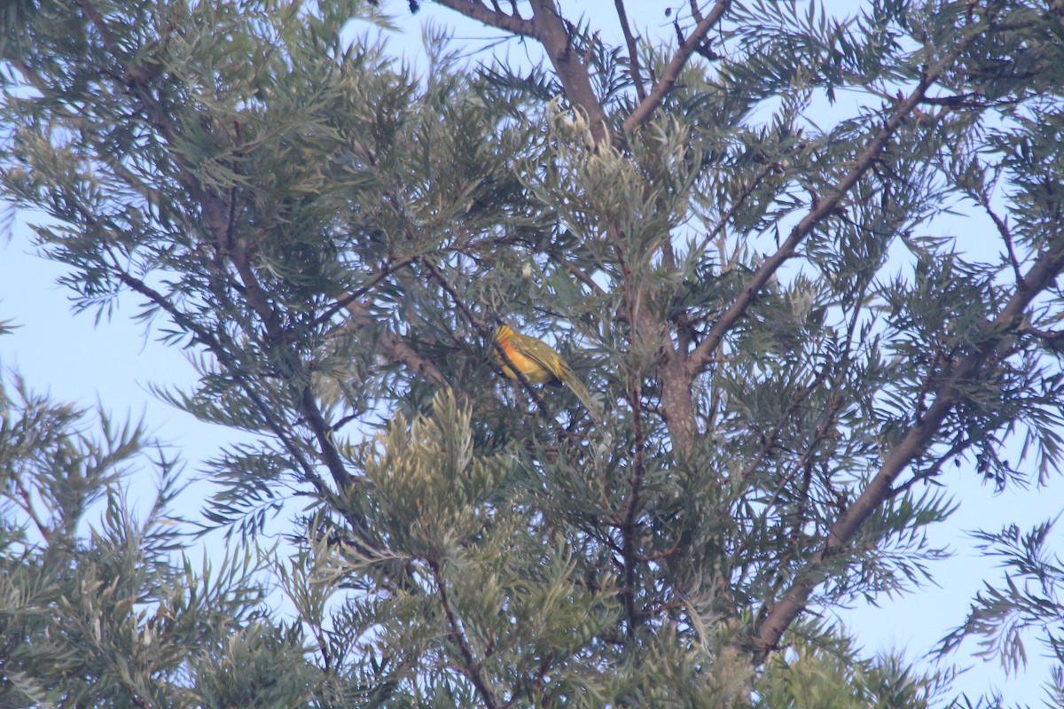 Gray-headed Bushshrike - ML643699313