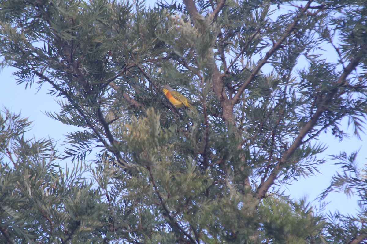 Gray-headed Bushshrike - ML643699314