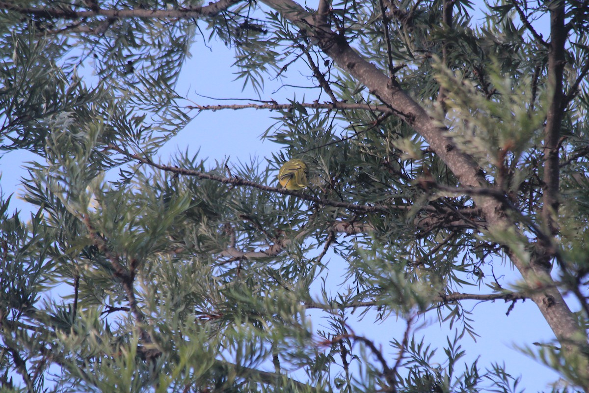 Gray-headed Bushshrike - ML643699315