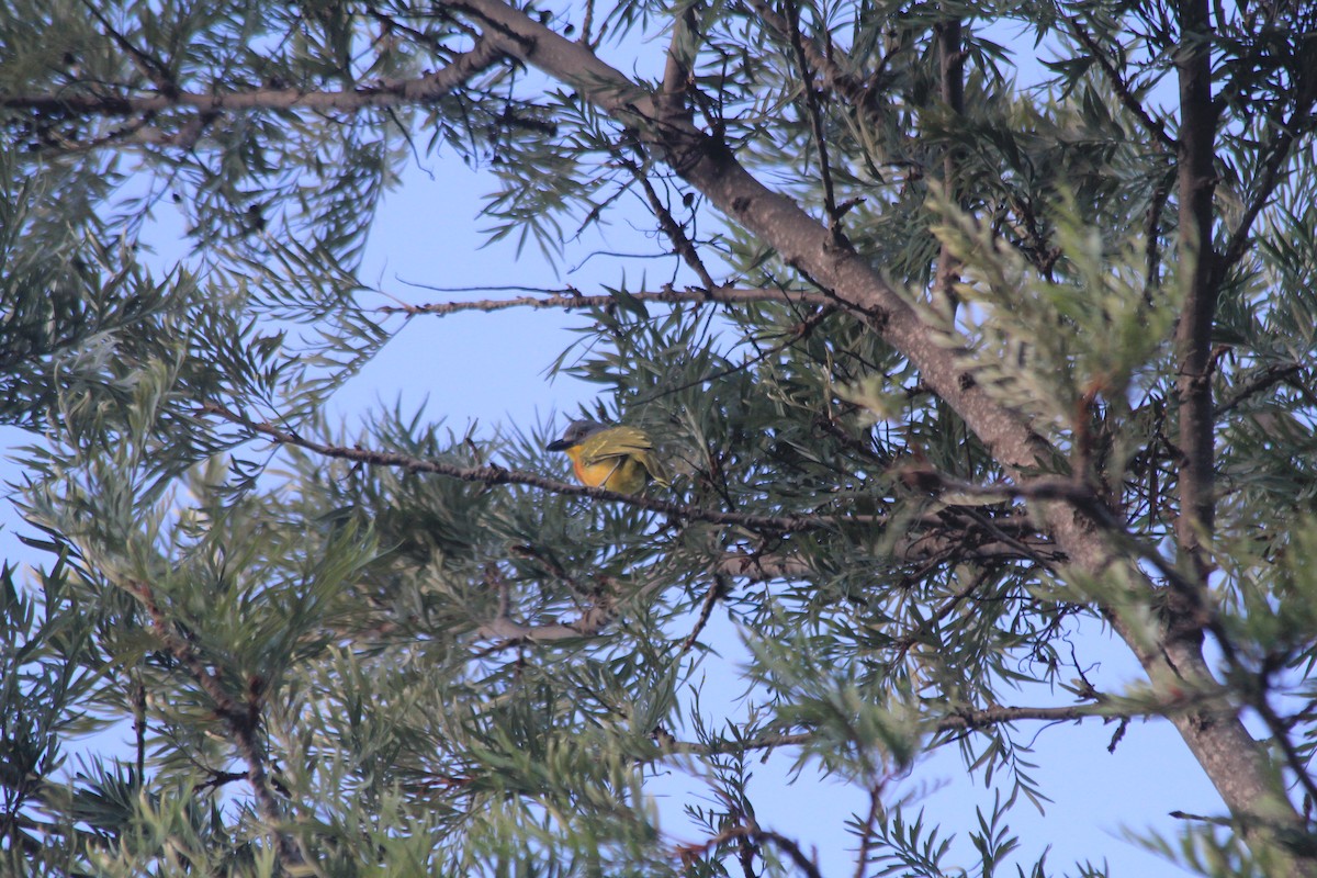 Gray-headed Bushshrike - ML643699316