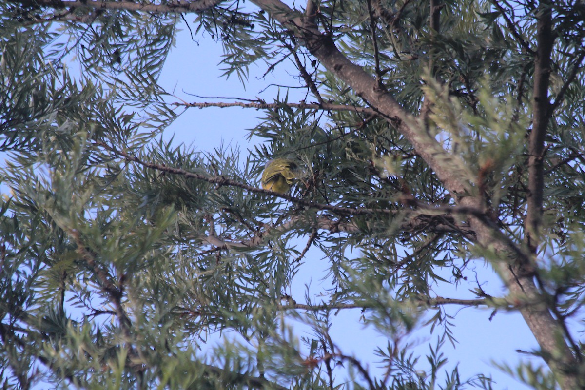 Gray-headed Bushshrike - ML643699317