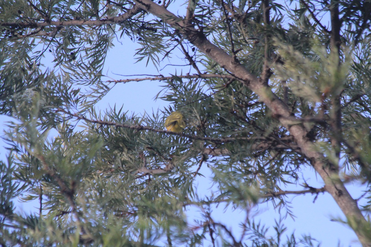 Gray-headed Bushshrike - ML643699318
