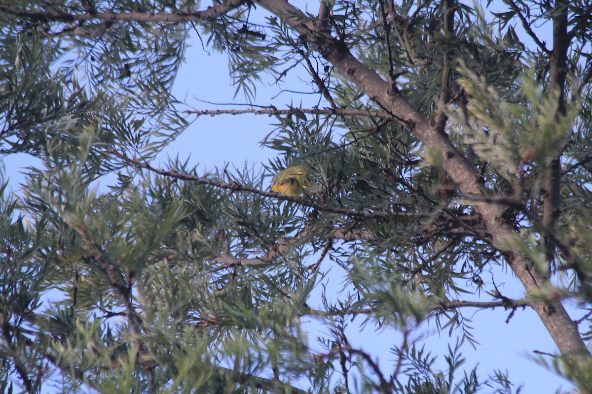 Gray-headed Bushshrike - ML643699319