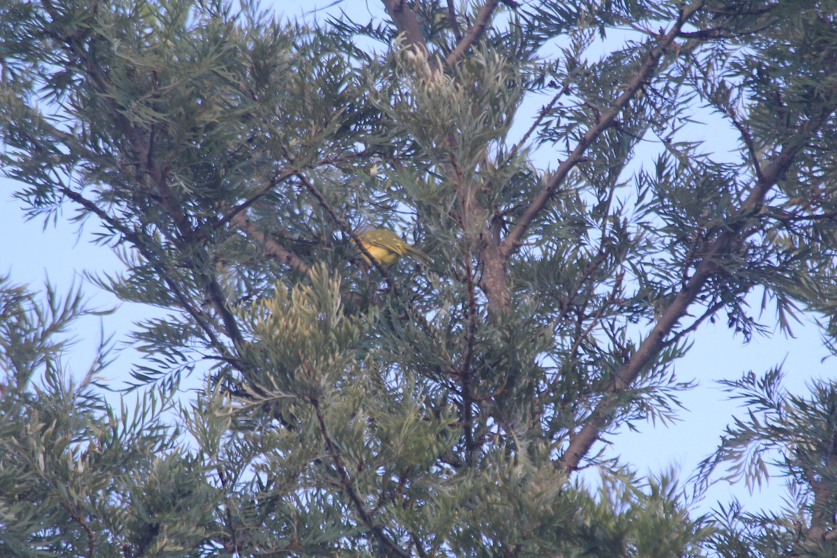 Gray-headed Bushshrike - ML643699320