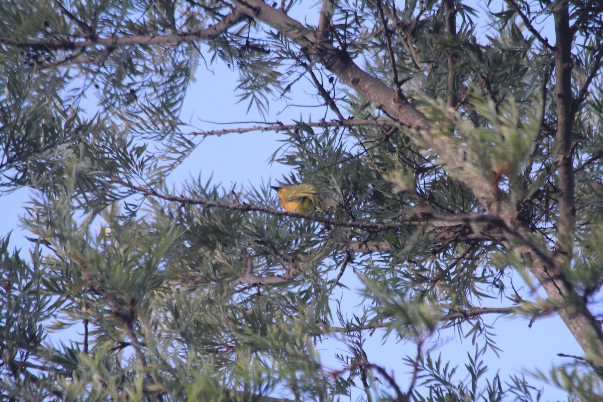 Gray-headed Bushshrike - ML643699321