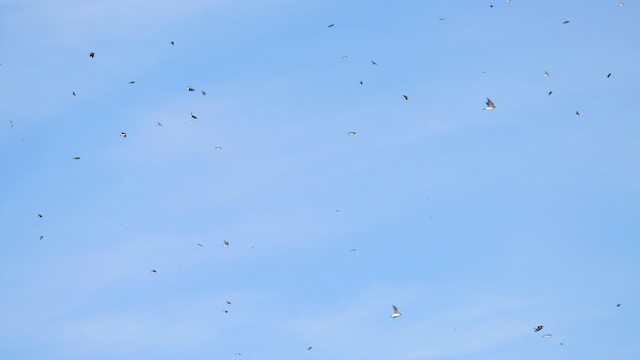 ミドリツバメ - ML643699325