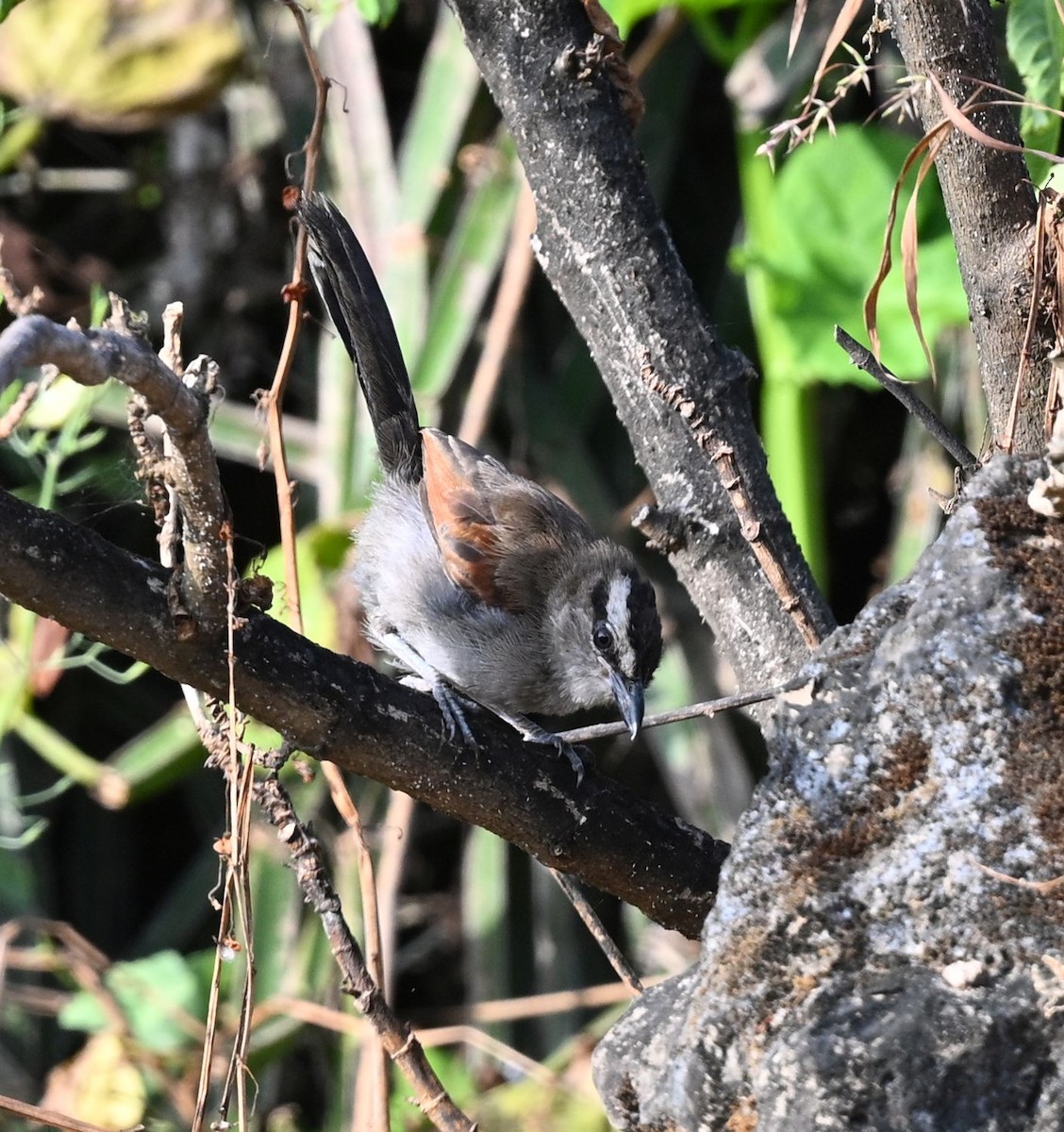Black-crowned Tchagra - ML643699326