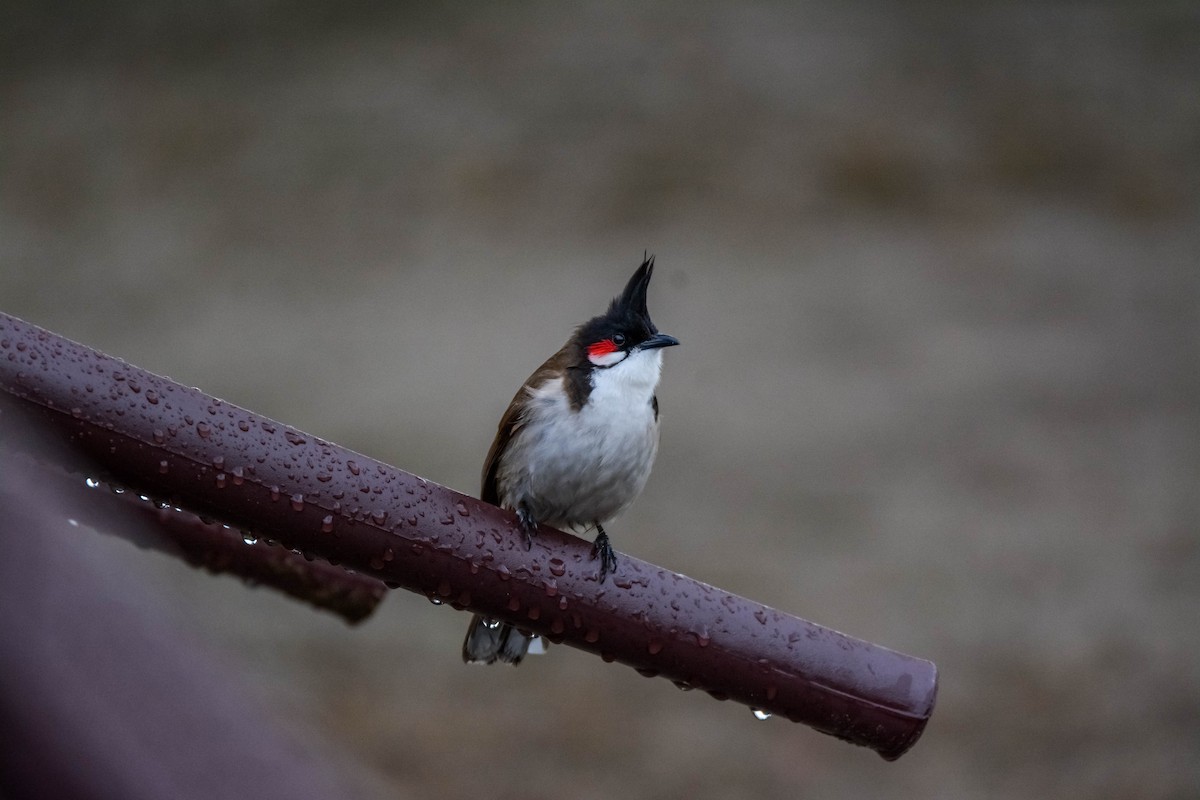 Red-whiskered Bulbul - ML643699327