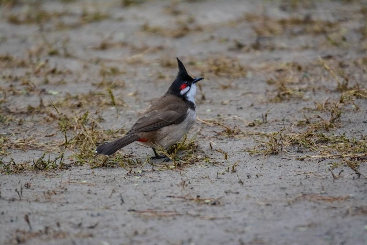 Red-whiskered Bulbul - ML643699328
