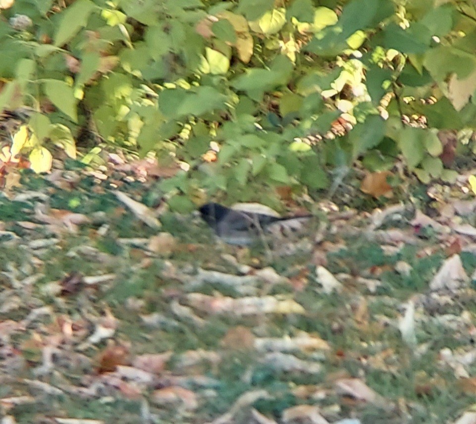 Dark-eyed Junco (Oregon) - ML643699334