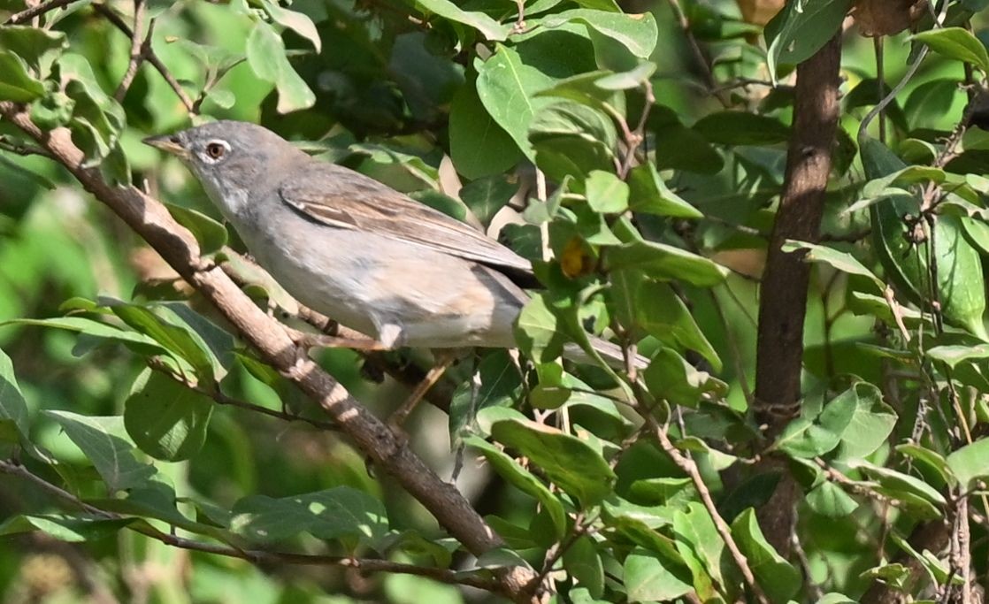 סבכי קוצים - ML643699356