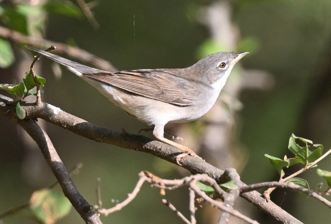 סבכי קוצים - ML643699357