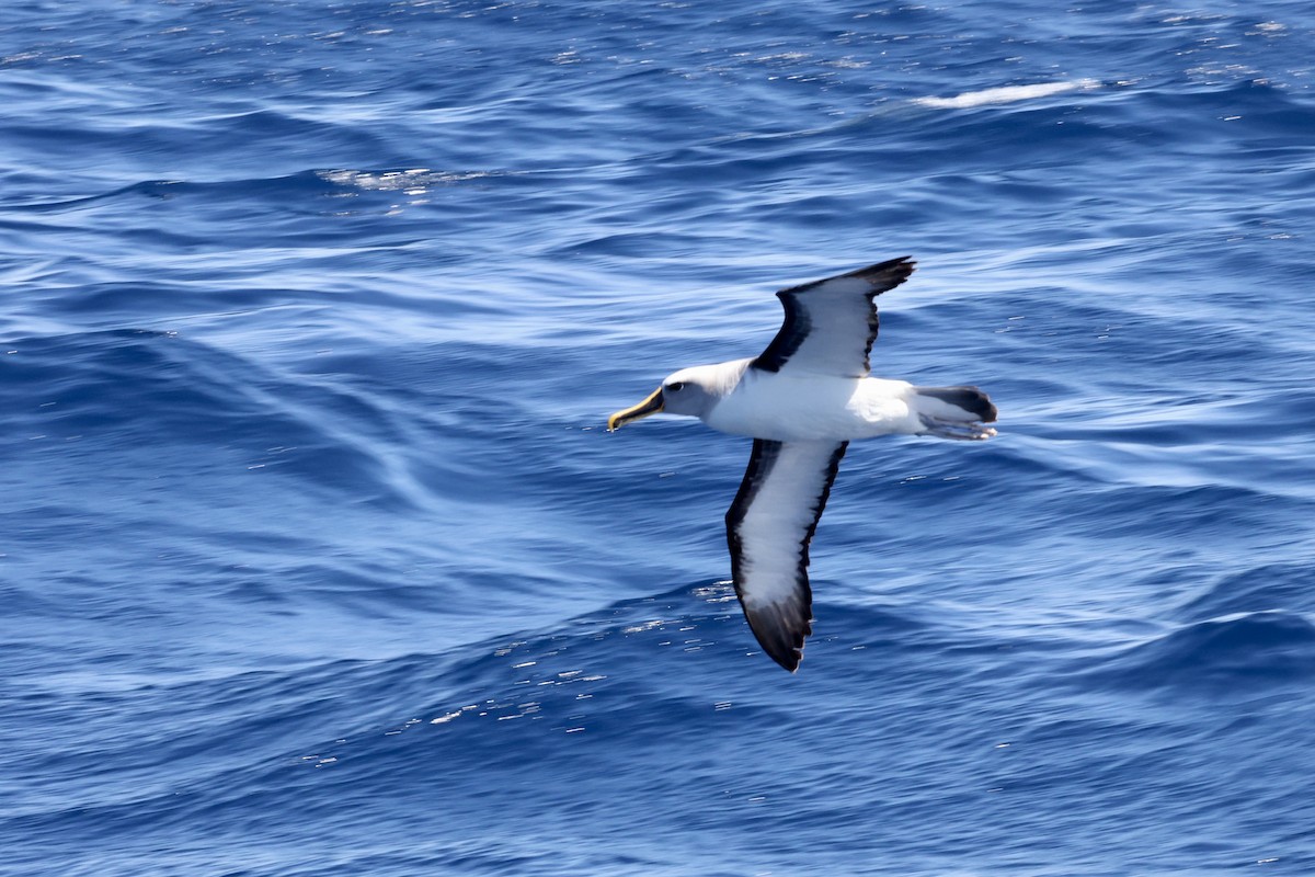 Buller's Albatross - ML643699376