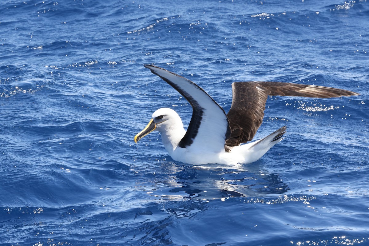 Buller's Albatross - ML643699377