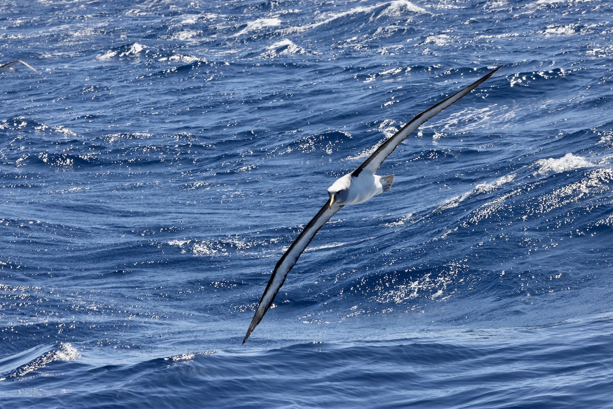 Buller's Albatross - ML643699378