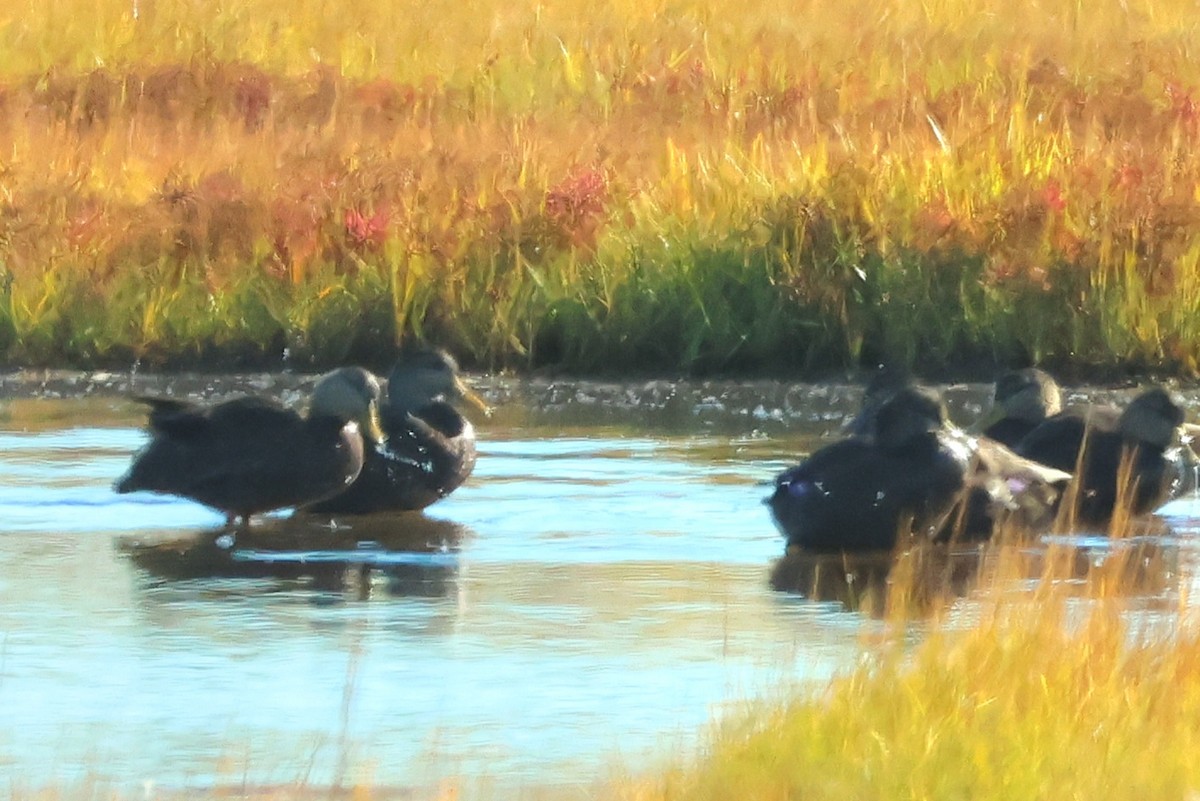 American Black Duck - ML643699380