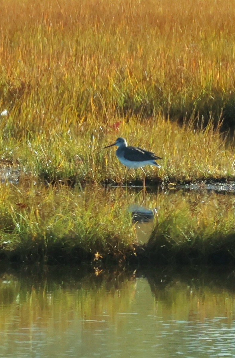 Greater Yellowlegs - ML643699394