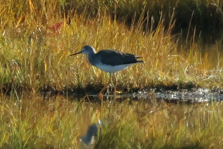 Greater Yellowlegs - ML643699395
