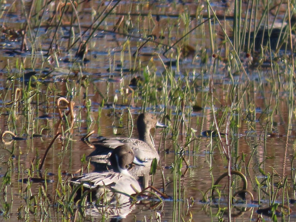Northern Pintail - ML643699400