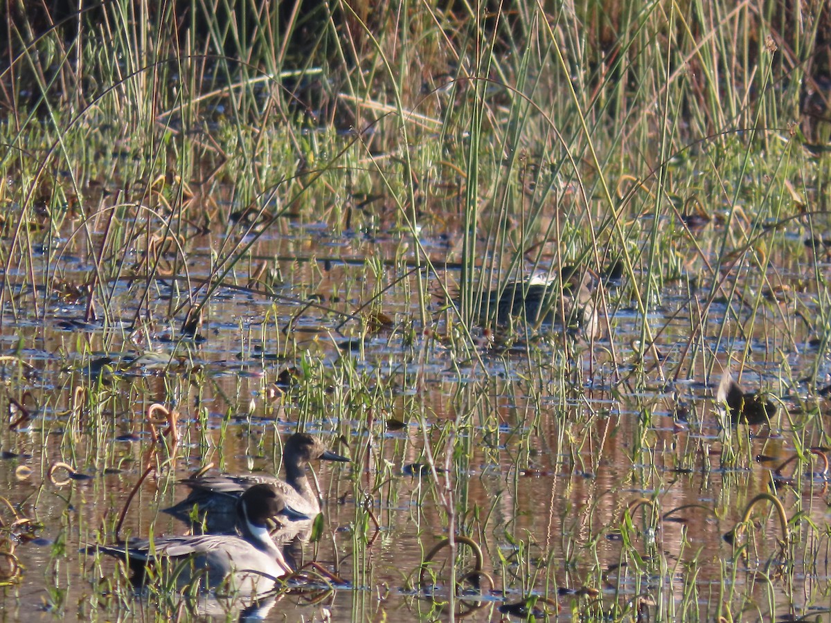 Northern Pintail - ML643699401