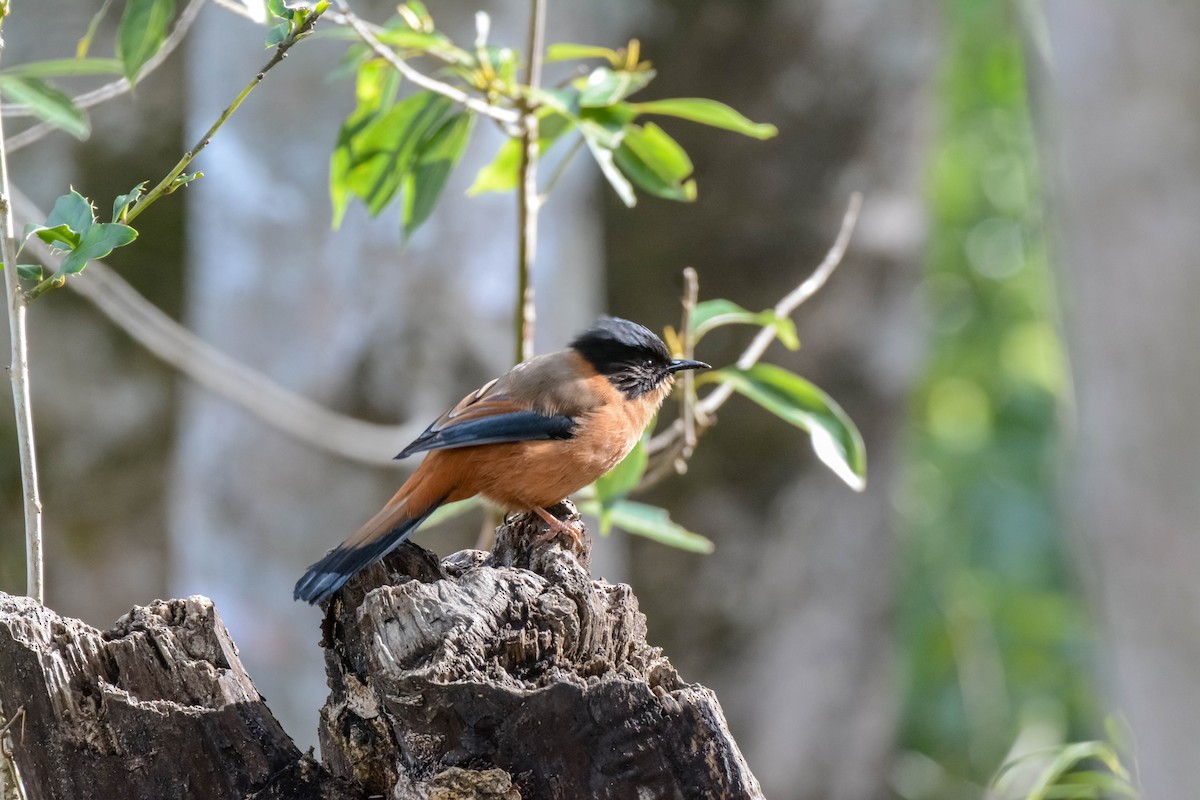 Rufous Sibia - ML643699409