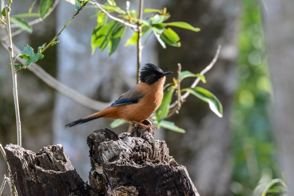 Rufous Sibia - ML643699410