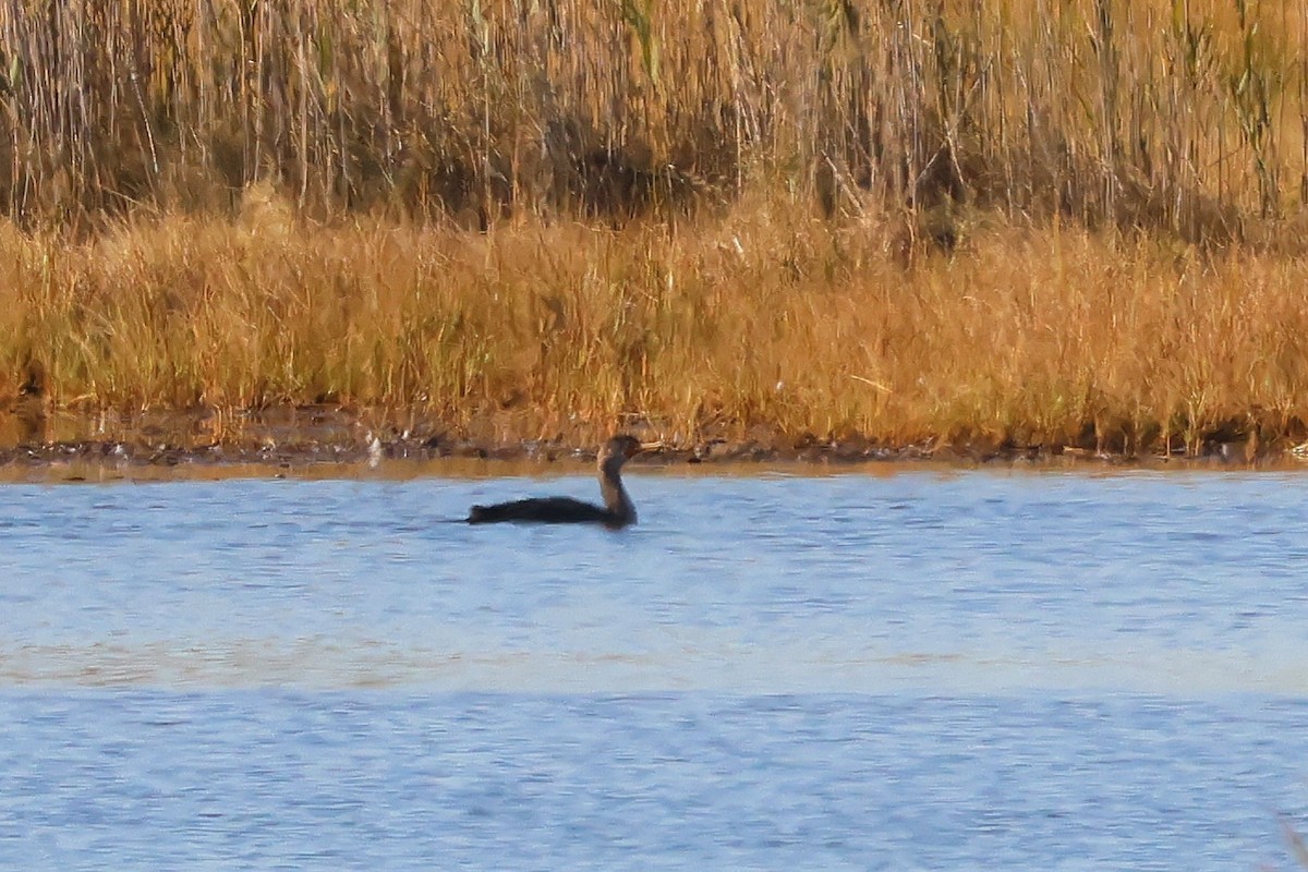 Double-crested Cormorant - ML643699423
