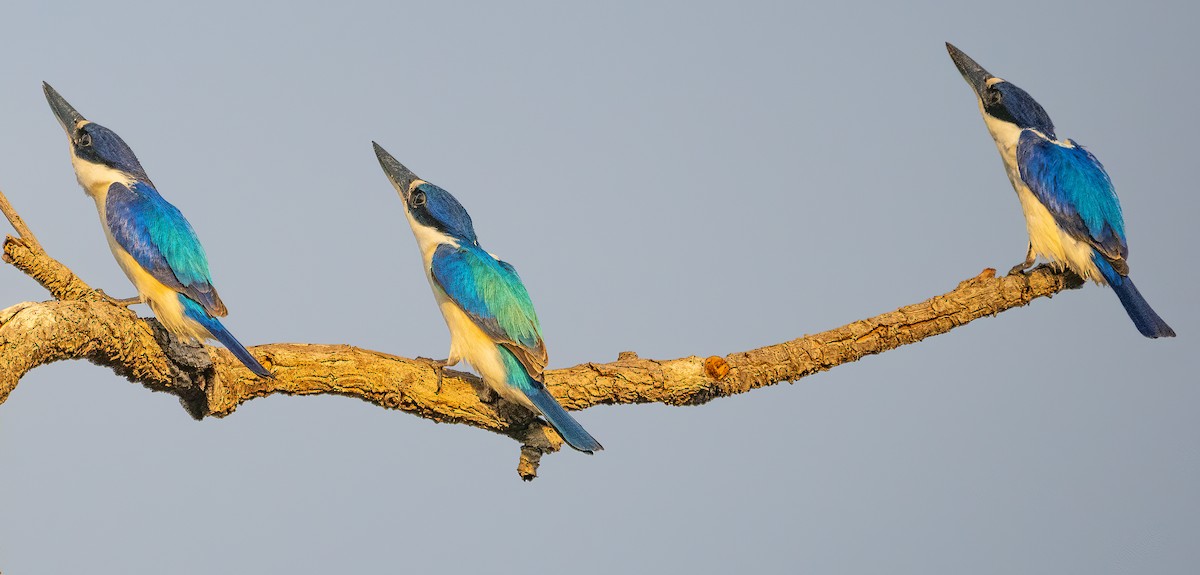 Forest Kingfisher - ML643699427