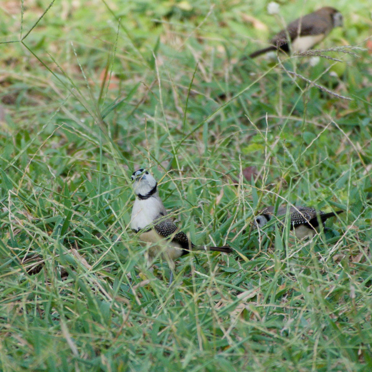 Double-barred Finch - ML643699428