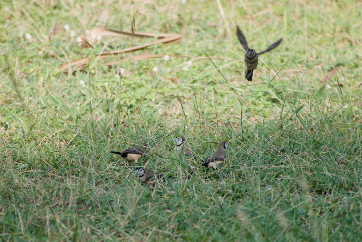 Double-barred Finch - ML643699429
