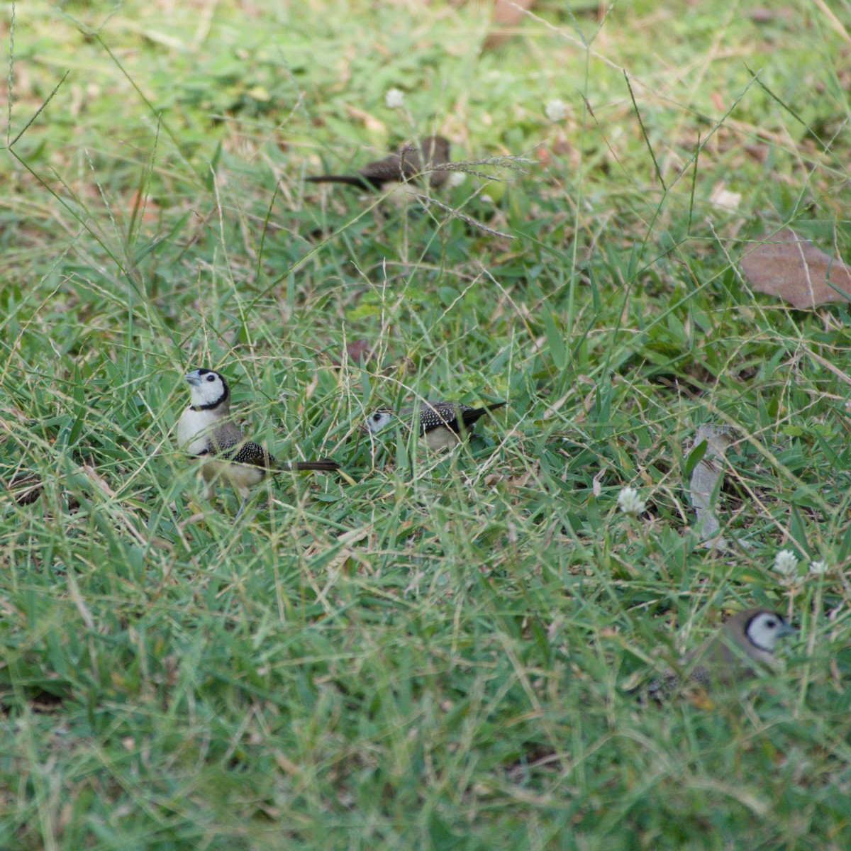 Double-barred Finch - ML643699430