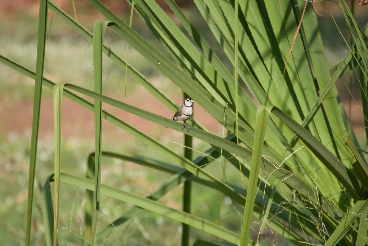 Double-barred Finch - ML643699431