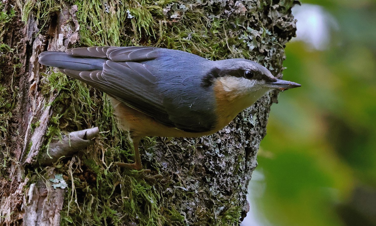 Eurasian Nuthatch - ML643699437