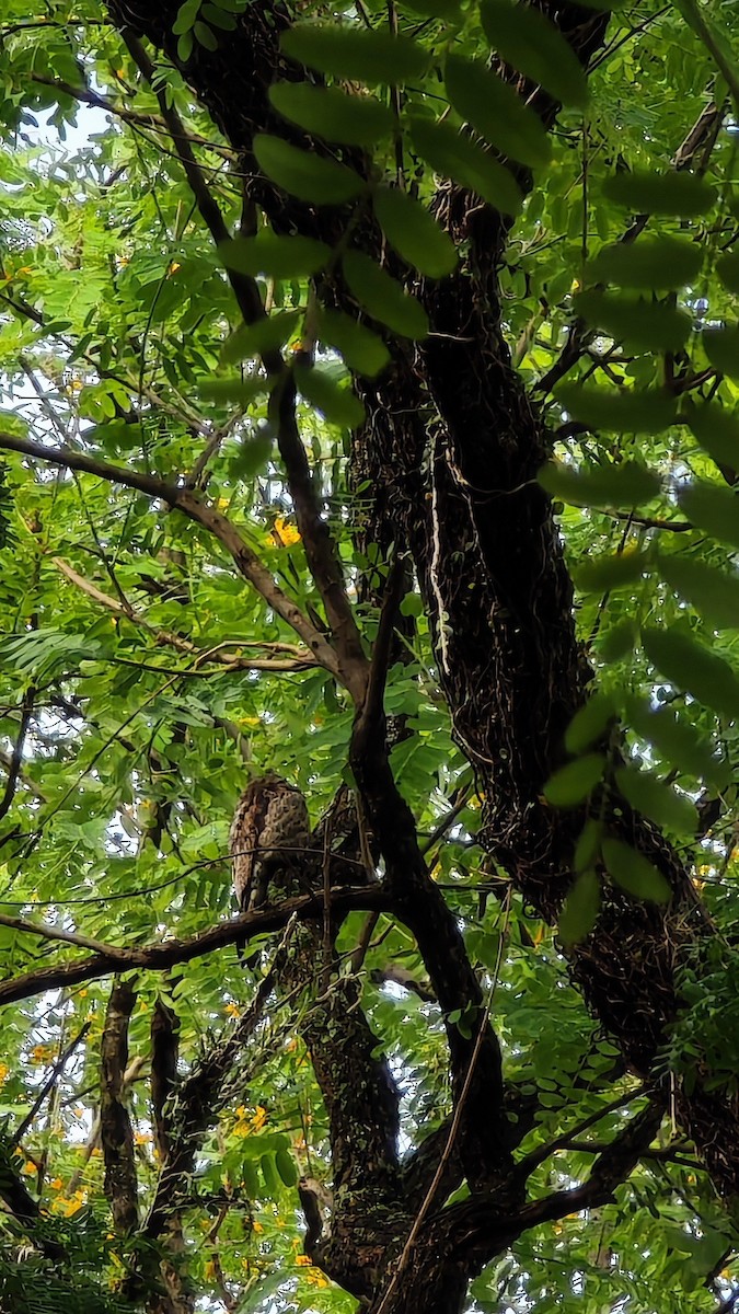 Common Potoo - ML643699438